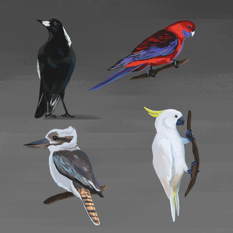 Native bird studies, digital, 2025.
